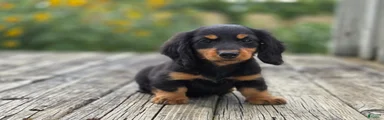 Miniature Dachshund Gandolf