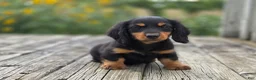 Miniature Dachshund dogs for sale: Miniature Dachshund Gandolf - Ad 1