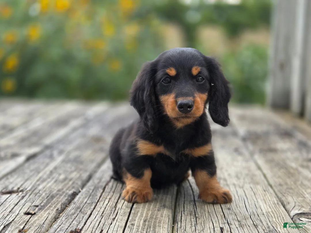 Miniature Dachshund dogs for sale: Miniature Dachshund Gandolf - Ad 1