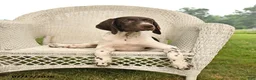German Shorthaired Pointer dogs for sale: Gem  - Ad 2
