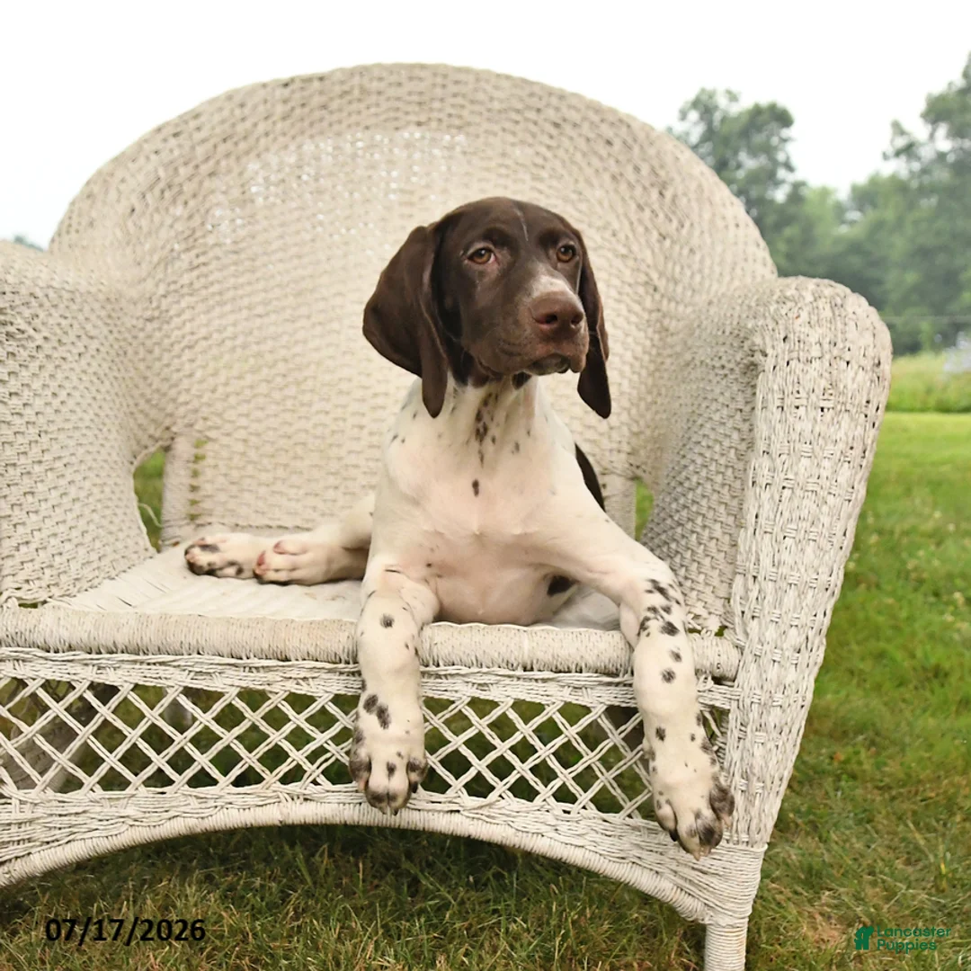 German Shorthaired Pointer dogs for sale: Gem  - Ad 2