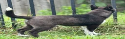 Siberian Husky dogs for sale: Klaus - Ad 3