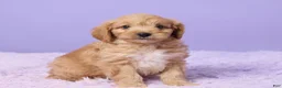 Cavapoo dogs for sale: Asher - Ad 3