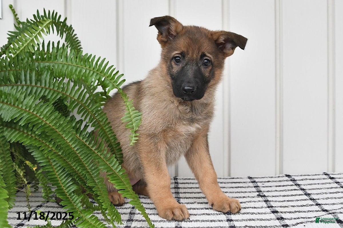 German Shepherd dogs Kandy - Ad 40