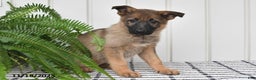 German Shepherd dogs for sale: Kandy - Ad 1