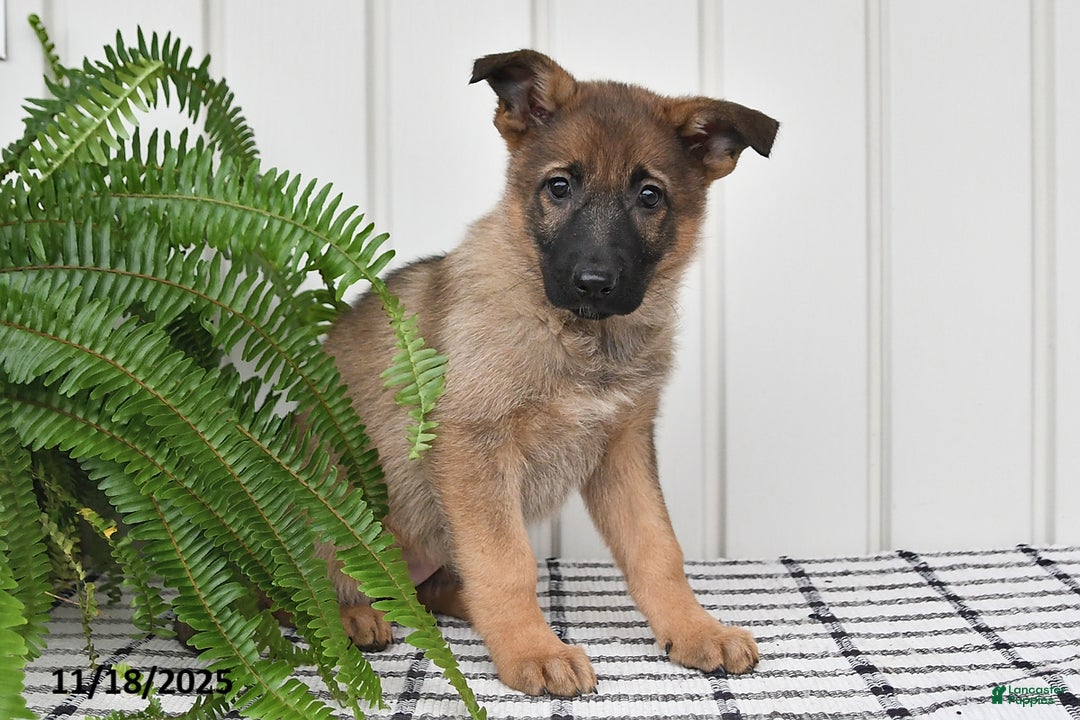 German Shepherd dogs for sale: Kandy - Ad 1