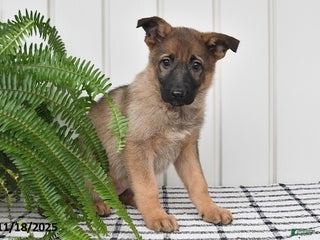 German Shepherd dogs Kandy - Ad 38