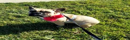 French Bulldog dogs for sale: S’mores Dark green  - Ad 5