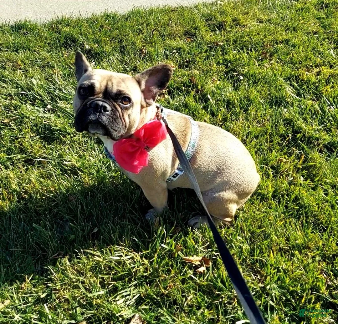 French Bulldog dogs for sale: S’mores Dark green  - Ad 5