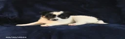 Mixed Breed dogs for sale: Snoopie - Ad 5