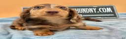 Miniature Dachshund dogs for sale: Russian boy - Ad 2