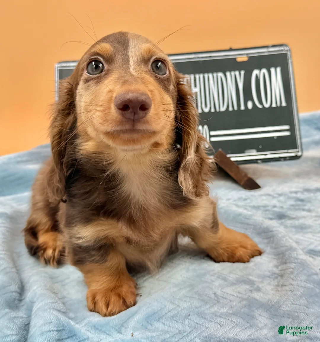 Miniature Dachshund dogs for sale: Russian boy - Ad 2