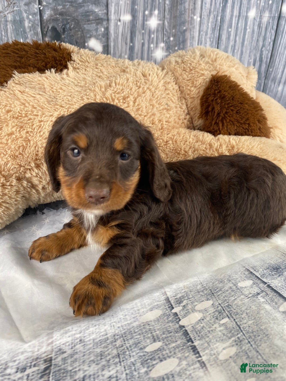 Miniature Dachshund dogs for sale: Kobe - Ad 11