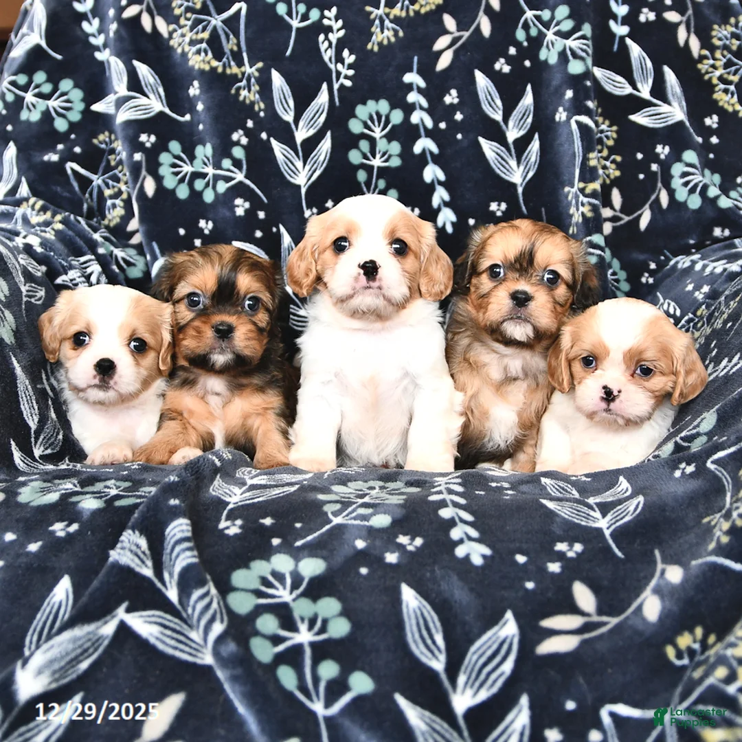 Mixed Breed dogs for sale: Bella   - Ad 5