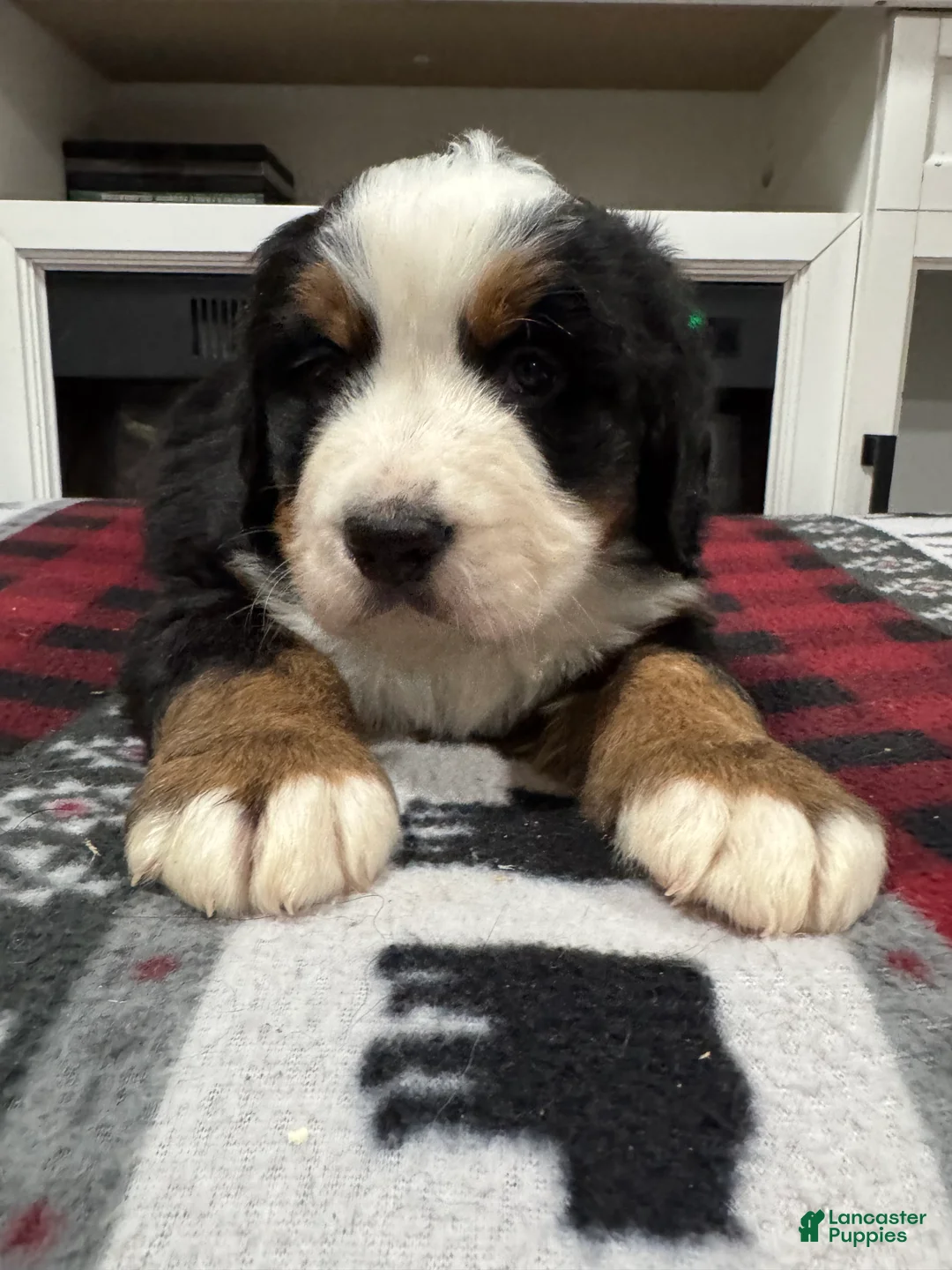 Bernese Mountain Dog dogs for sale: Shadow - Ad 4