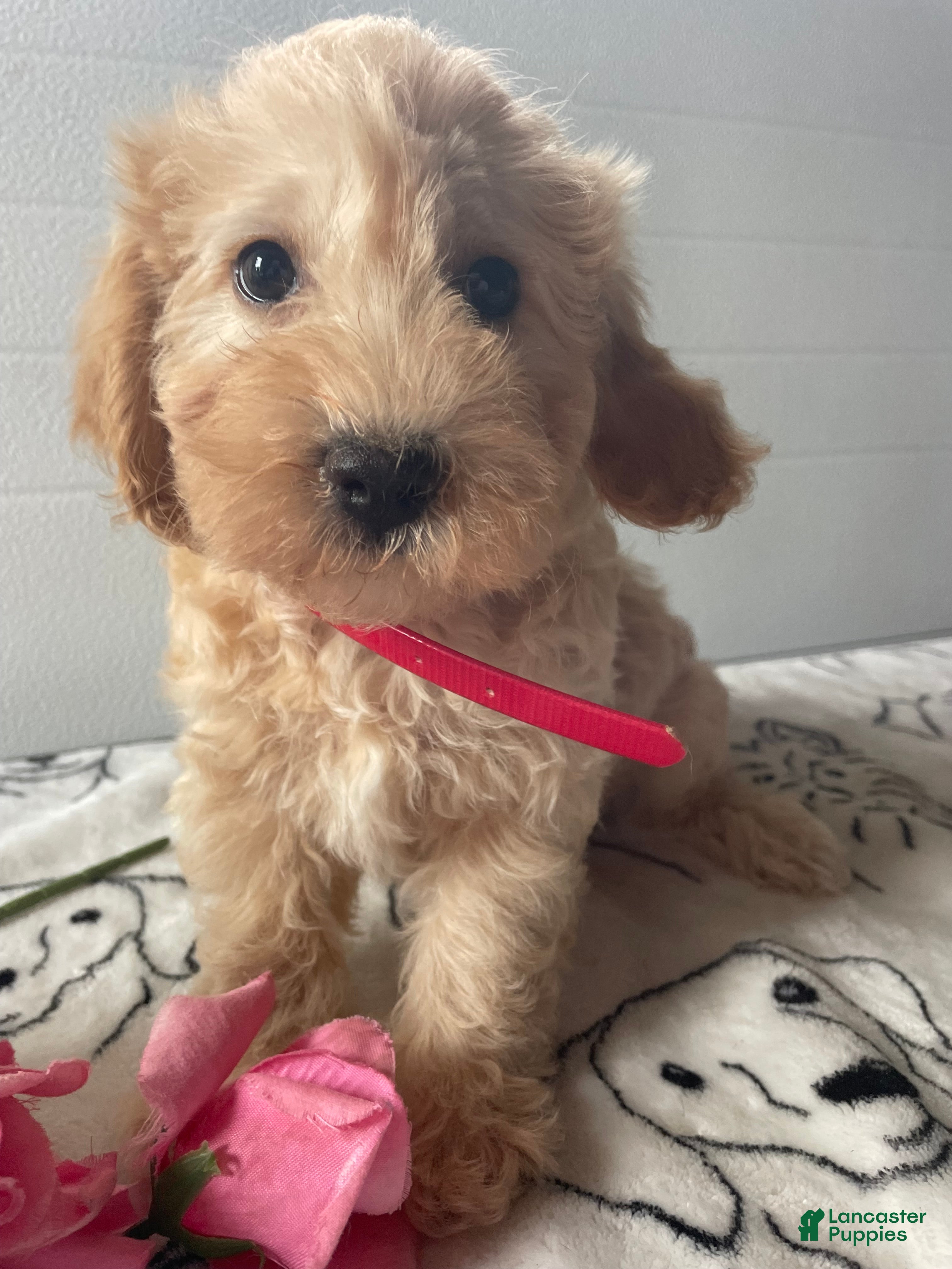 Havapoo dogs Barney - Ad 32