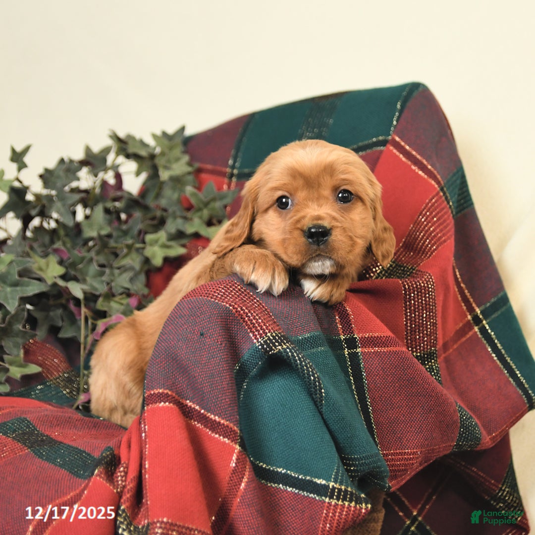 Miniature Golden Retriever dogs for sale: Barbie - Ad 1