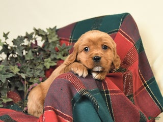 Miniature Golden Retriever dogs Barbie - Ad 21