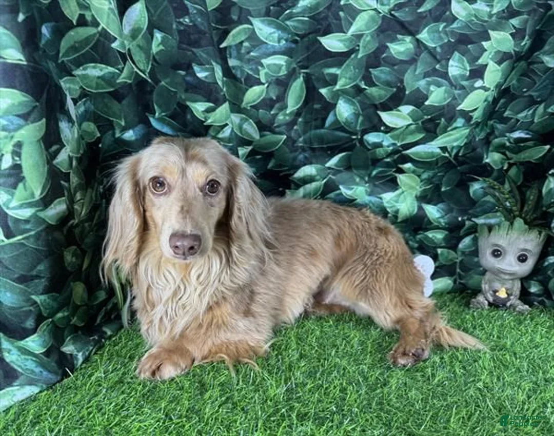 Miniature Dachshund dogs for sale: Miniature Dachshund 2 - Ad 5
