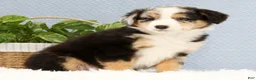 Australian Shepherd dogs for sale: Luke - Ad 4
