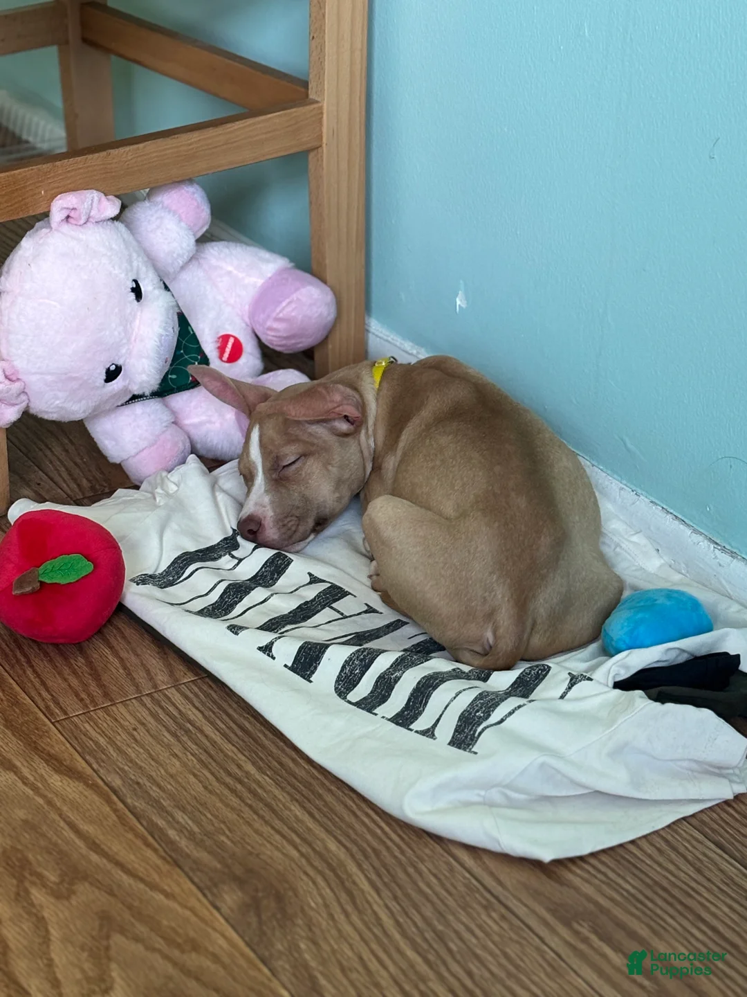 American Pit Bull Terrier dogs for sale: American Pit Bull Terrier Puppy 1 - Ad 5