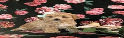 Maltipoo dogs for sale: Jasmine Hypoallergenic - Ad 3