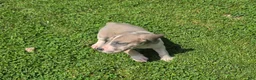 Great Dane dogs for sale: Arya - Ad 2