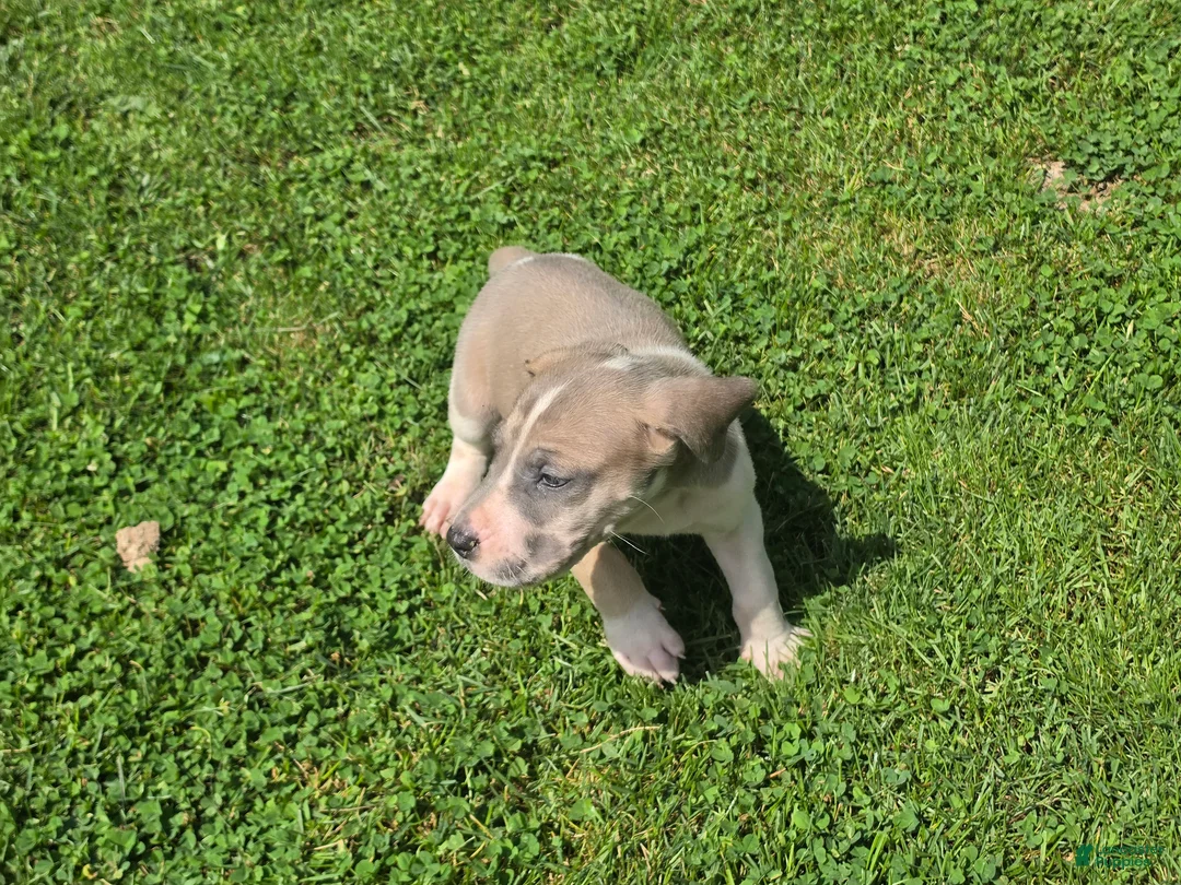 Great Dane dogs for sale: Arya - Ad 2