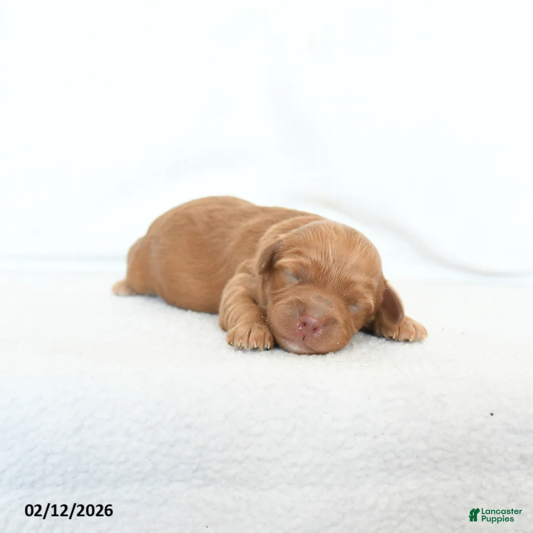 Cavapoo dogs for sale: Buddy - Ad 1