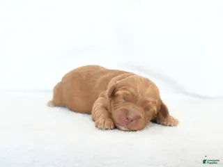 Cavapoo dogs Buddy - Ad 2