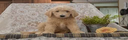 Goldendoodle dogs for sale: Spencer - Ad 3