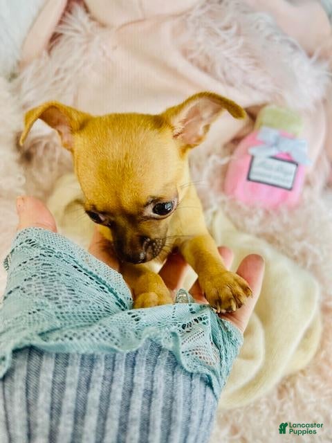 Chihuahua dogs Teacup Chihuahua Puppy 1 - Ad 2