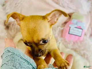 Teacup Chihuahua Puppies For Sale Lancaster Puppies teacup-chihuahua-puppies-for-sale-lancaster-puppies
