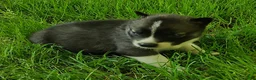 Siberian Husky dogs for sale: Sonya's male 3 - Ad 16