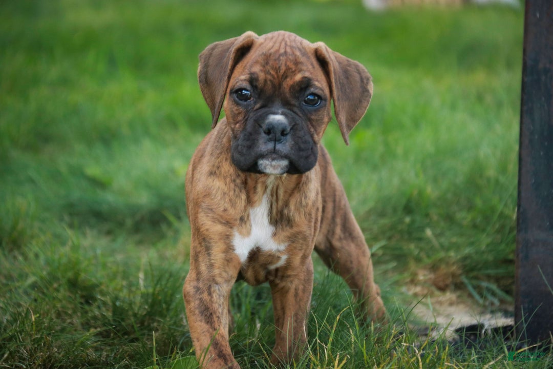 Boxer dogs for sale: Gemma - Ad 10