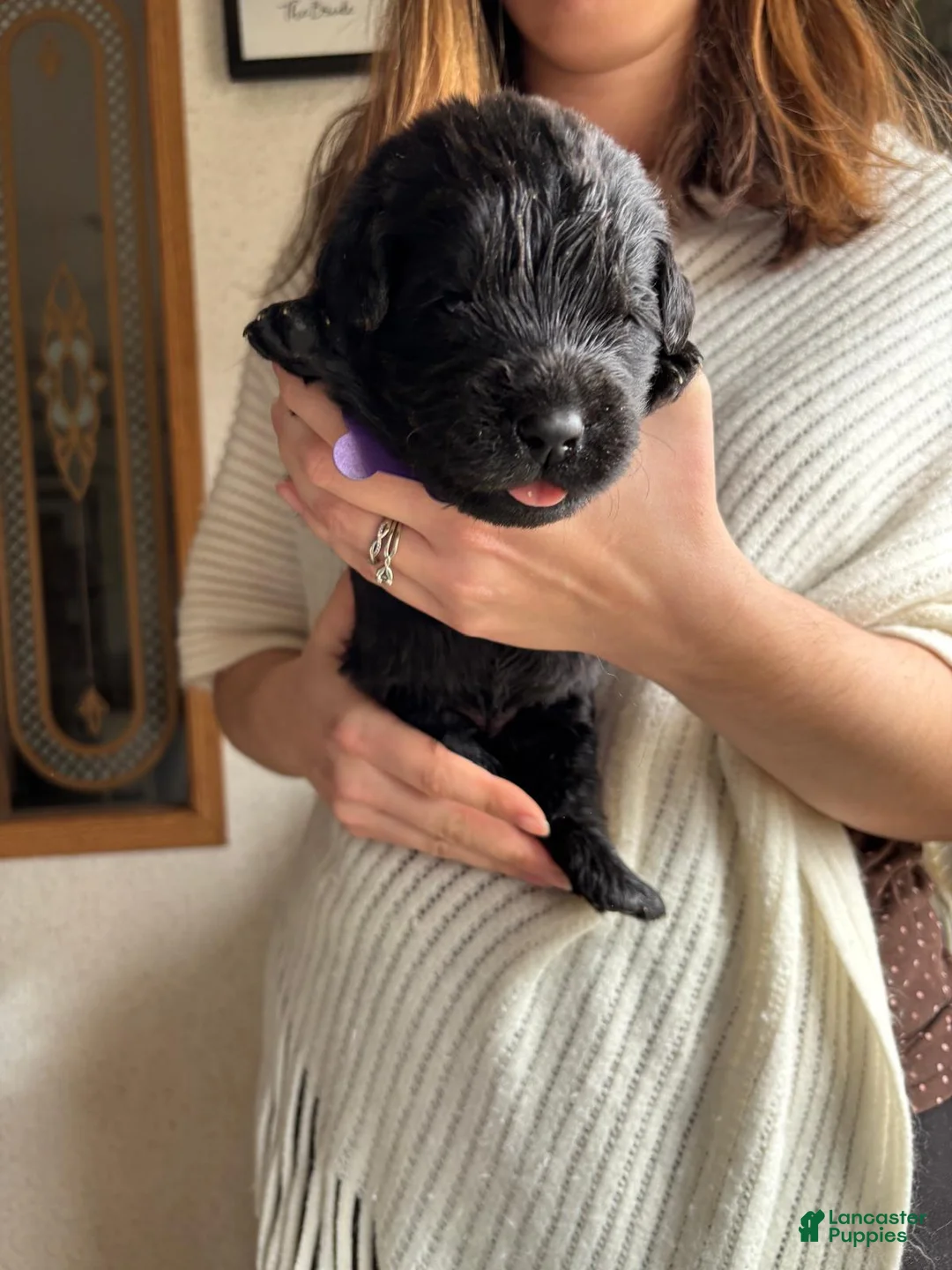 Newfoundland dogs for sale: Purple collar - Ad 1