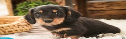 Miniature Dachshund dogs for sale: Cocoa - Ad 9