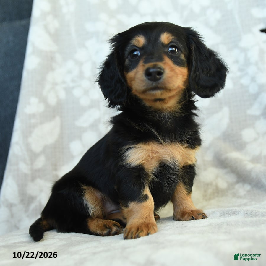 Miniature Dachshund dogs for sale: Pepper - Ad 1