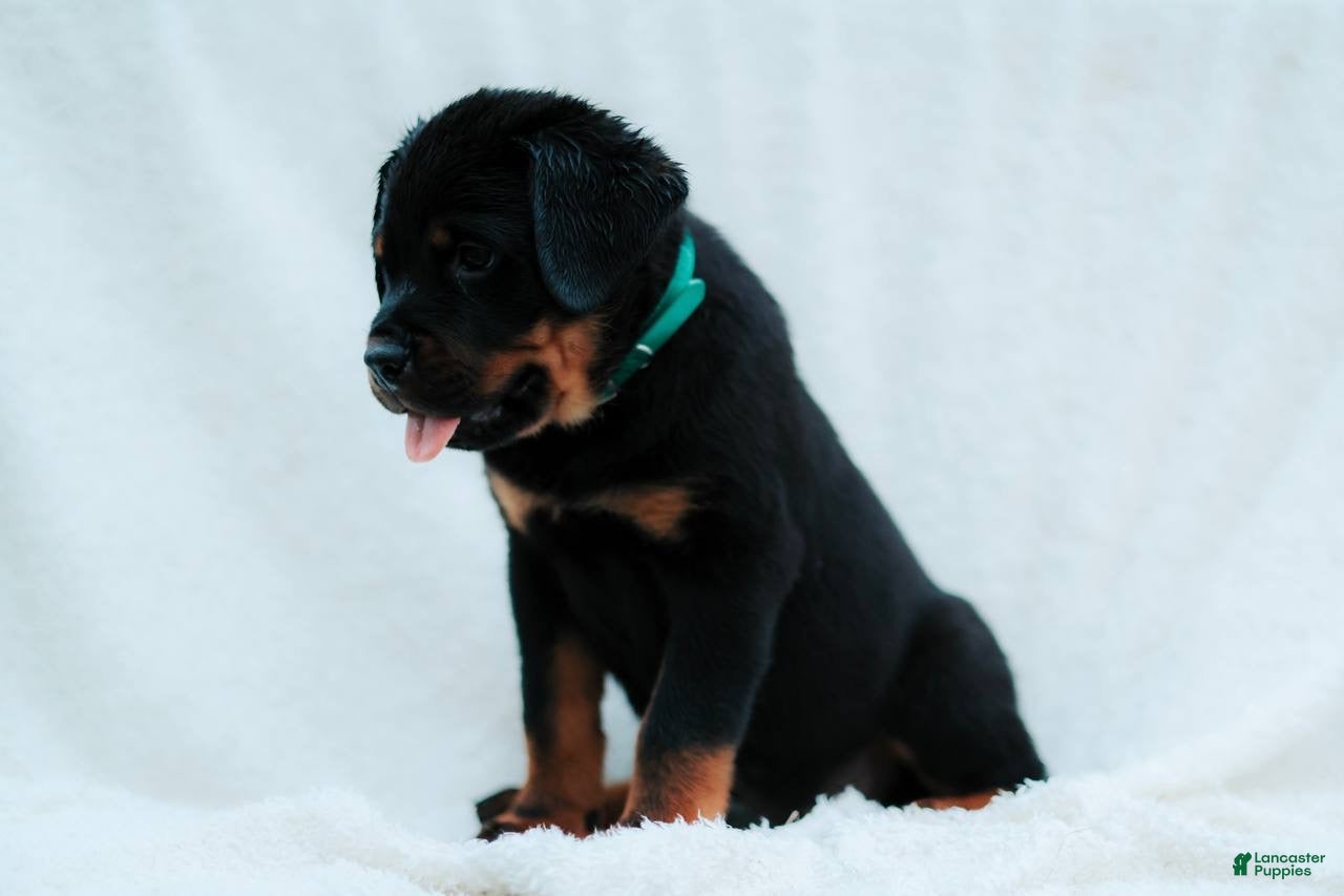 Rottweiler dogs Rottweiler 5 - Ad 1