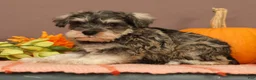 Miniature Schnauzer dogs for sale: Nash - Ad 5
