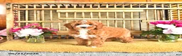Cavapoo dogs for sale: Marshal - Ad 3