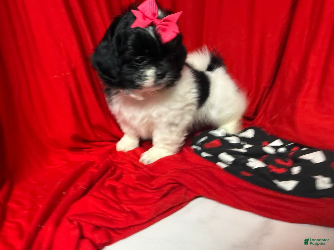 Shihpoo dogs for sale: Glinda  - Ad 14