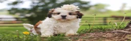 Shih Tzu dogs for sale: Clover - Ad 1