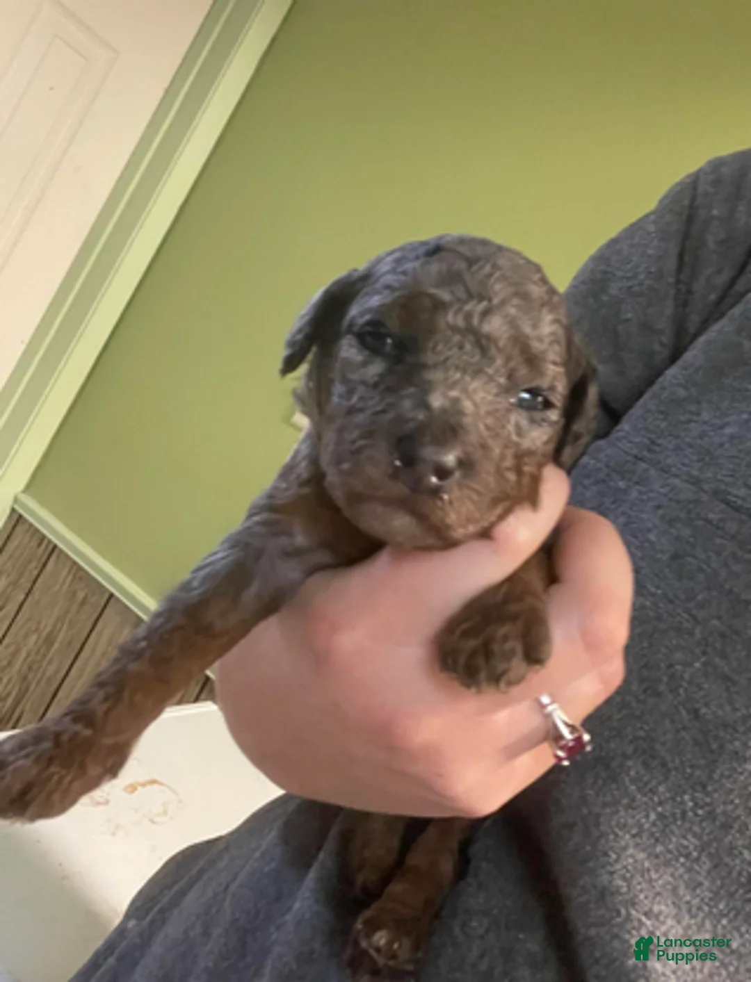 Goldendoodle dogs for sale: Sierra - Ad 2