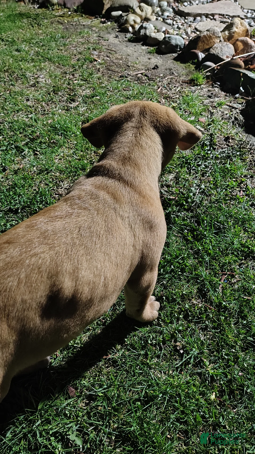 Mixed Breed dogs for sale: Squeeks - Ad 2