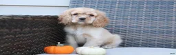 Cocker Spaniel dogs for sale: Autumn - Ad 6
