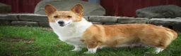 Welsh Corgi Pembroke dogs for sale: Ripley - Ad 9