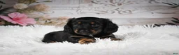 Miniature Dachshund dogs for sale: AKC-Amber - Ad 2