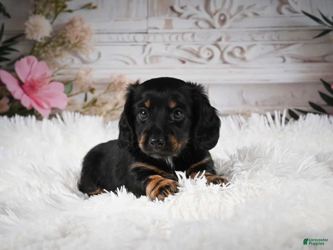 Miniature Dachshund dogs for sale: AKC-Amber - Ad 2
