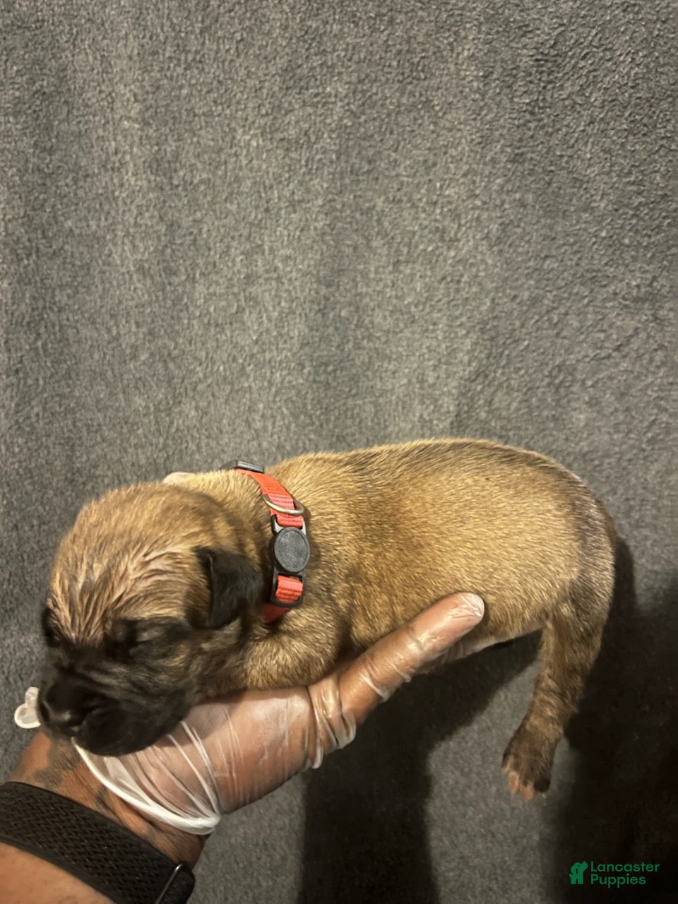South African Boerboels dogs Maverick  - Ad 2